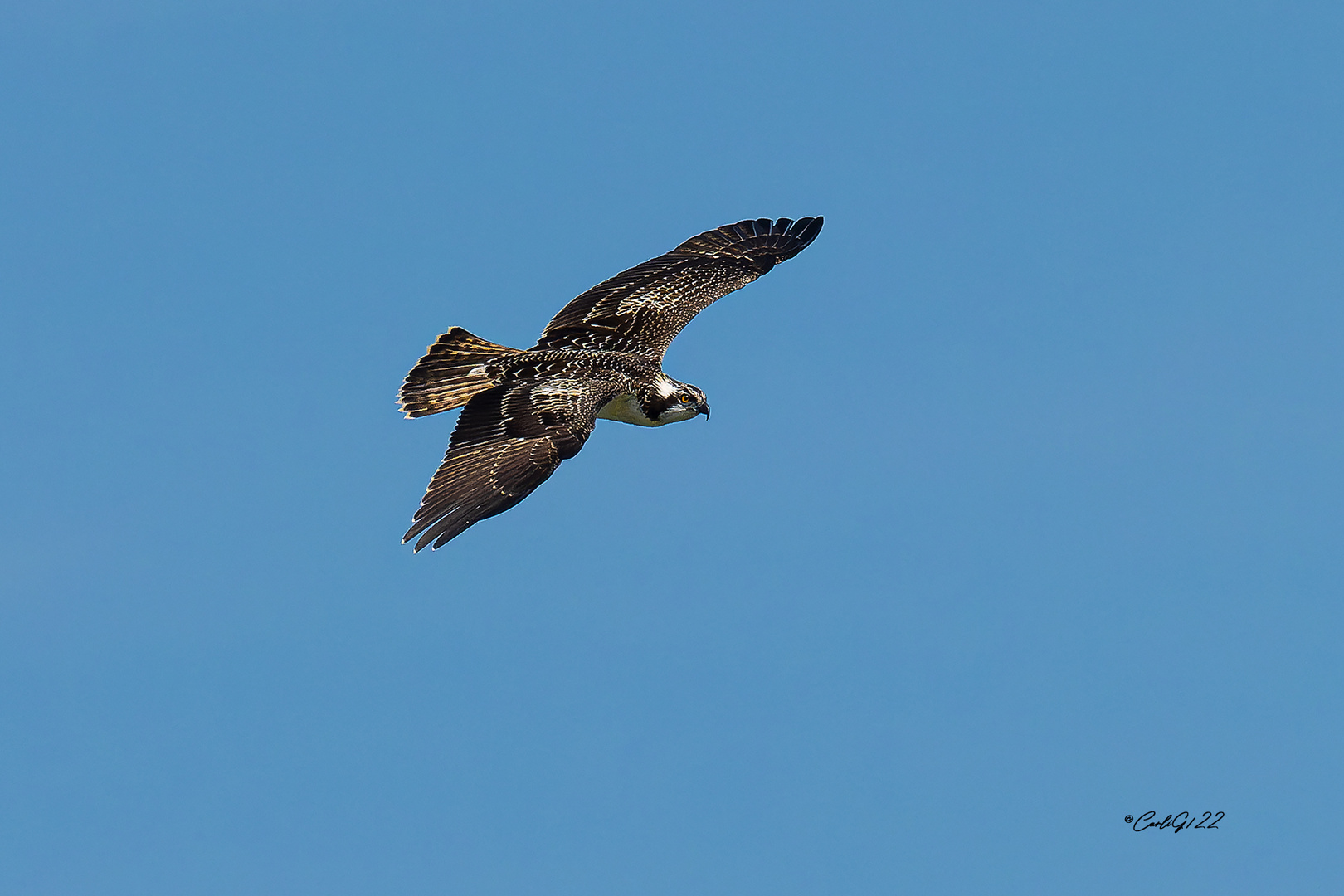 Fischadler (Pandion haliaetus) 