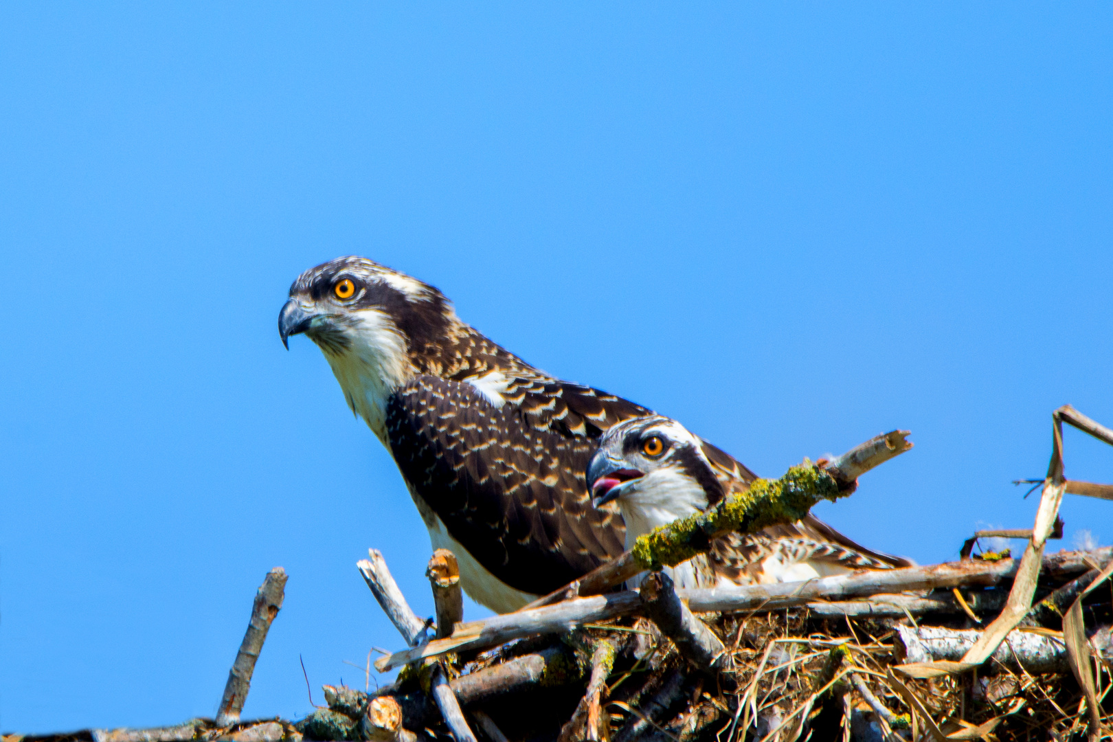 Fischadler (Pandion haliaetus)