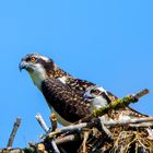 Fischadler (Pandion haliaetus)