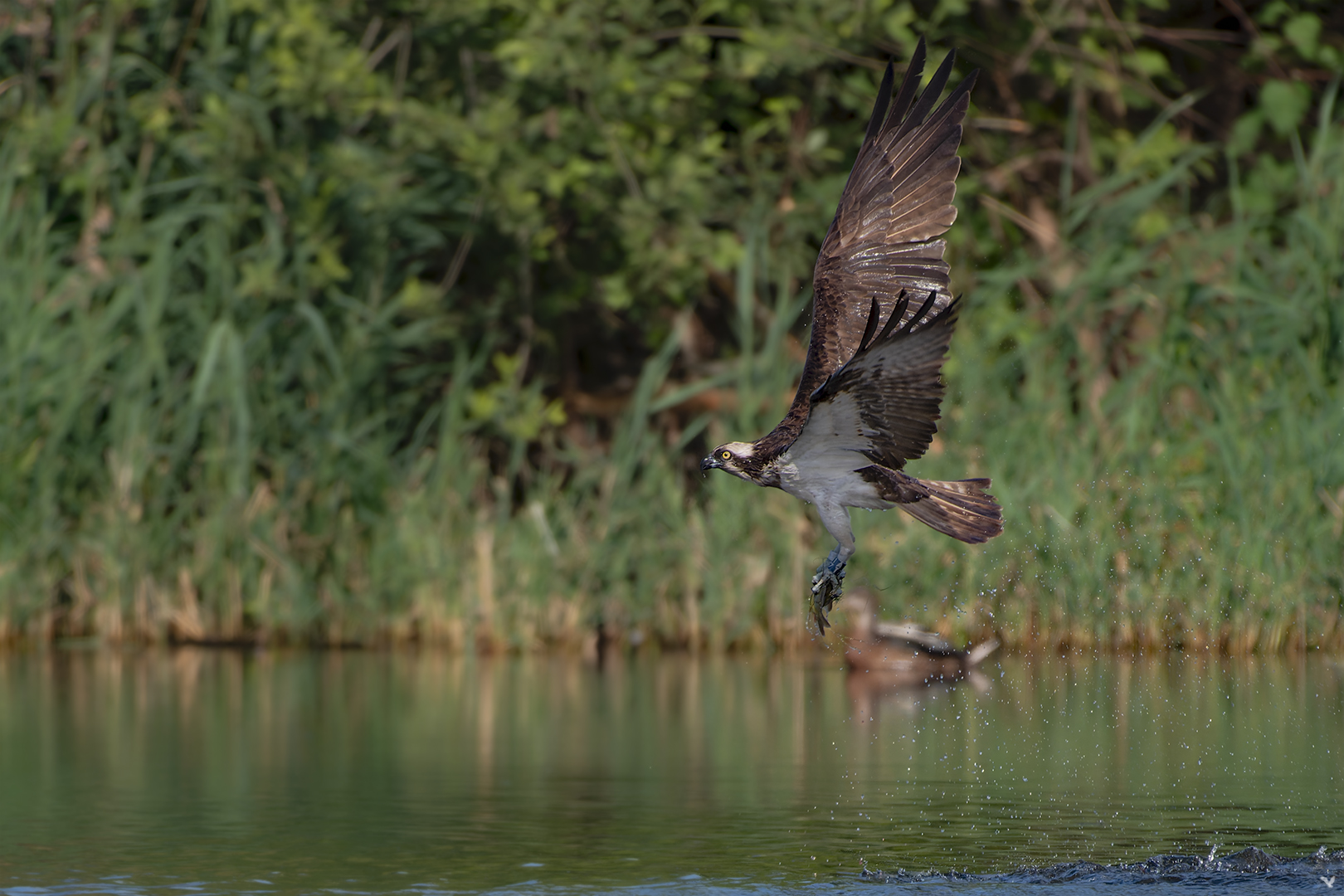 Fischadler | Pandion haliaetus