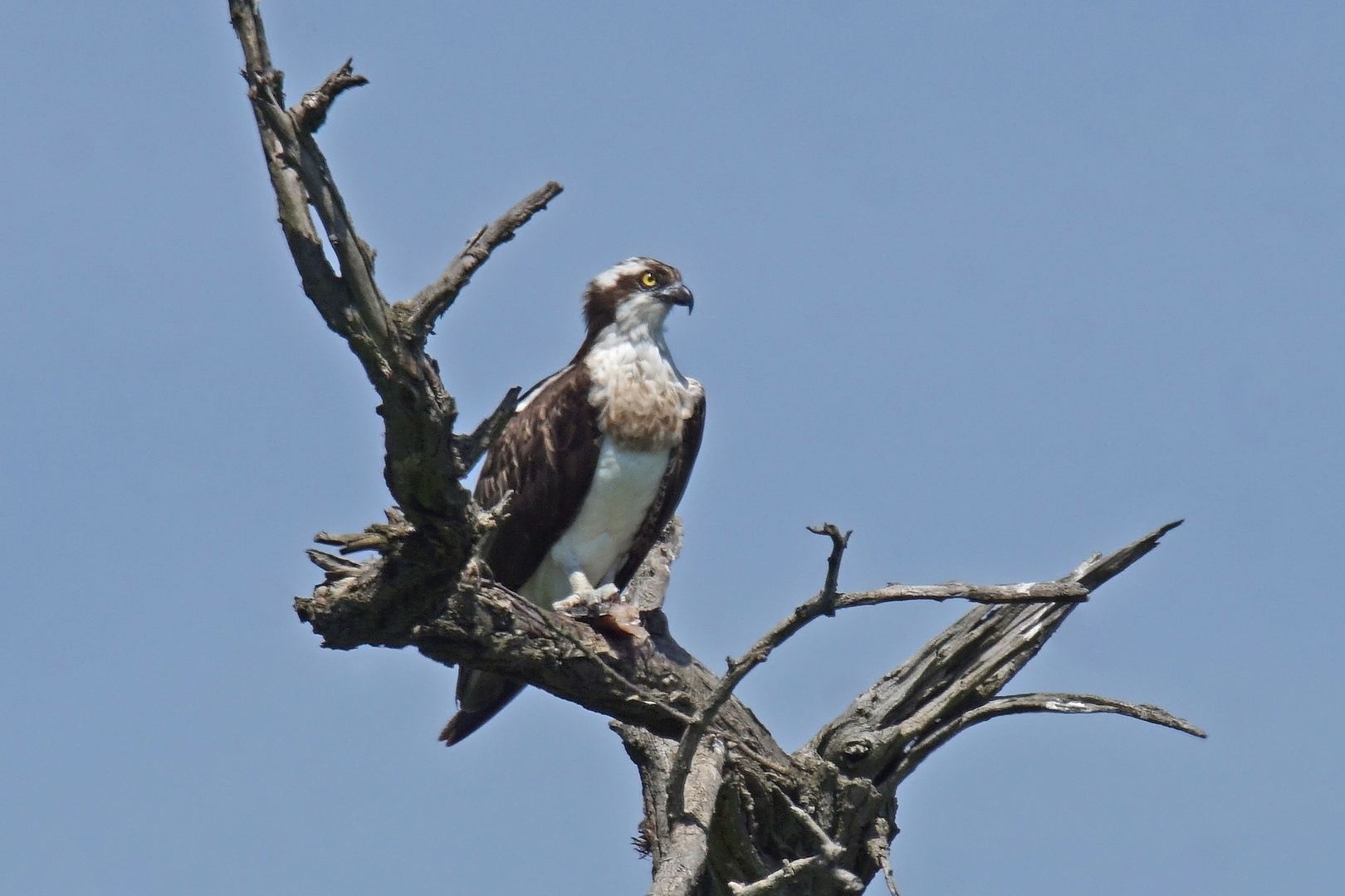 Fischadler (Pandion haliaetus)