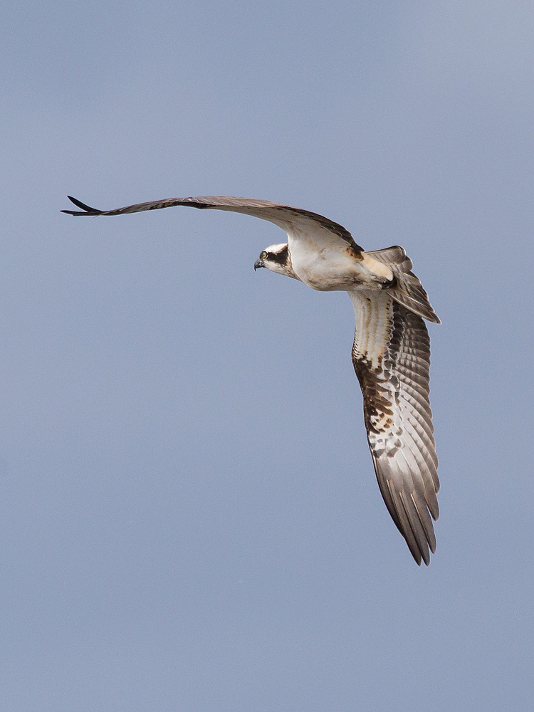 Fischadler (Pandion haliaetus)