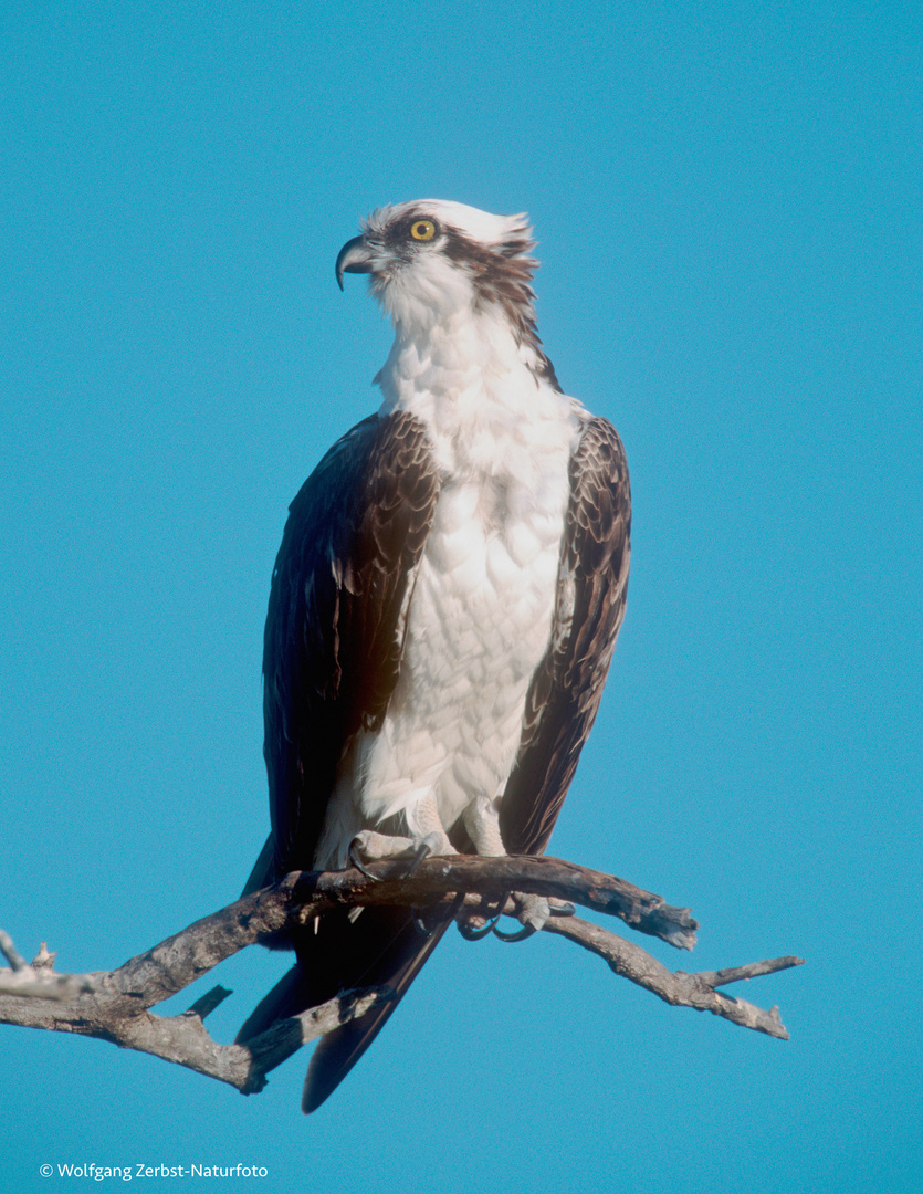 --- Fischadler ---  ( Pandion haliaetus )