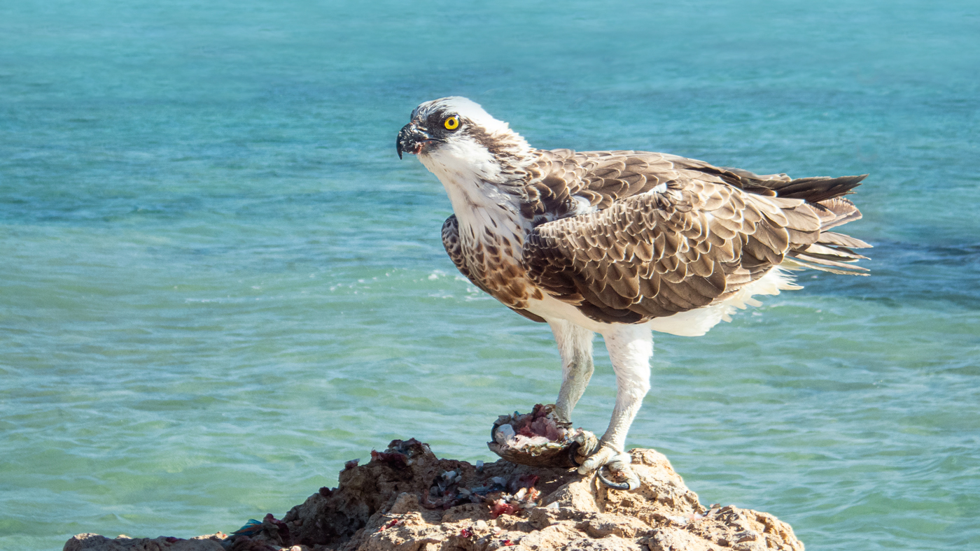 Fischadler (Pandion haliaetus)