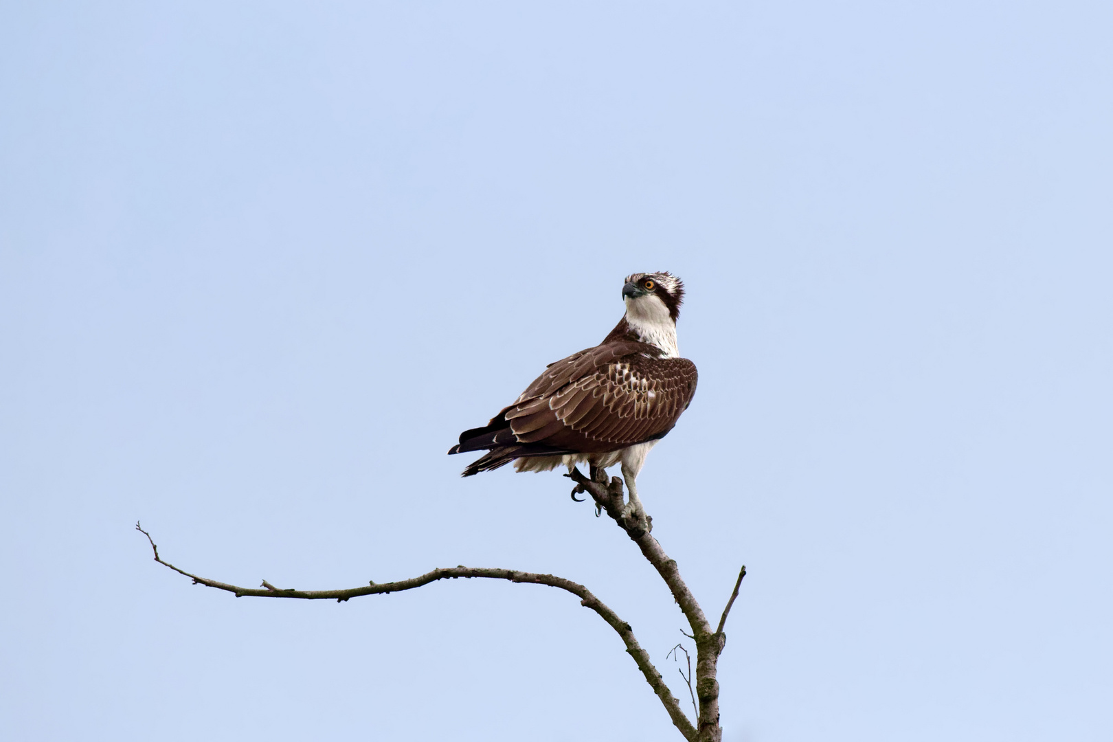 Fischadler (Pandion haliaetus)