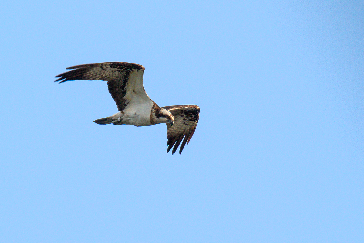 Fischadler (Pandion haliaetus)