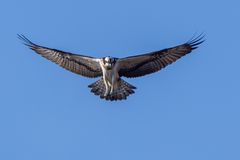 Fischadler (Pandion haliaetus)