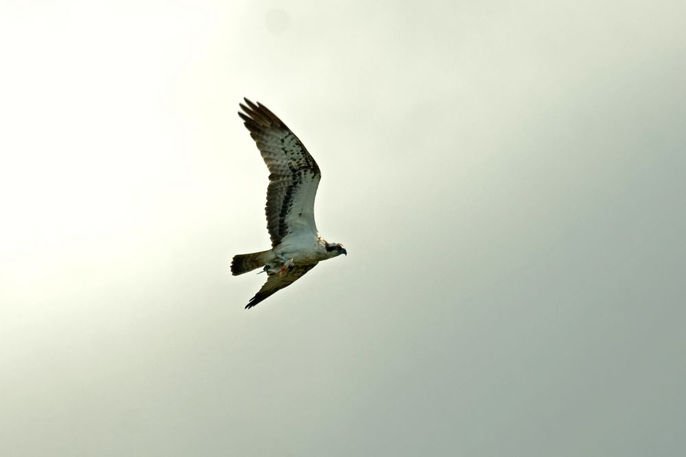 Fischadler (Pandion haliaetus)