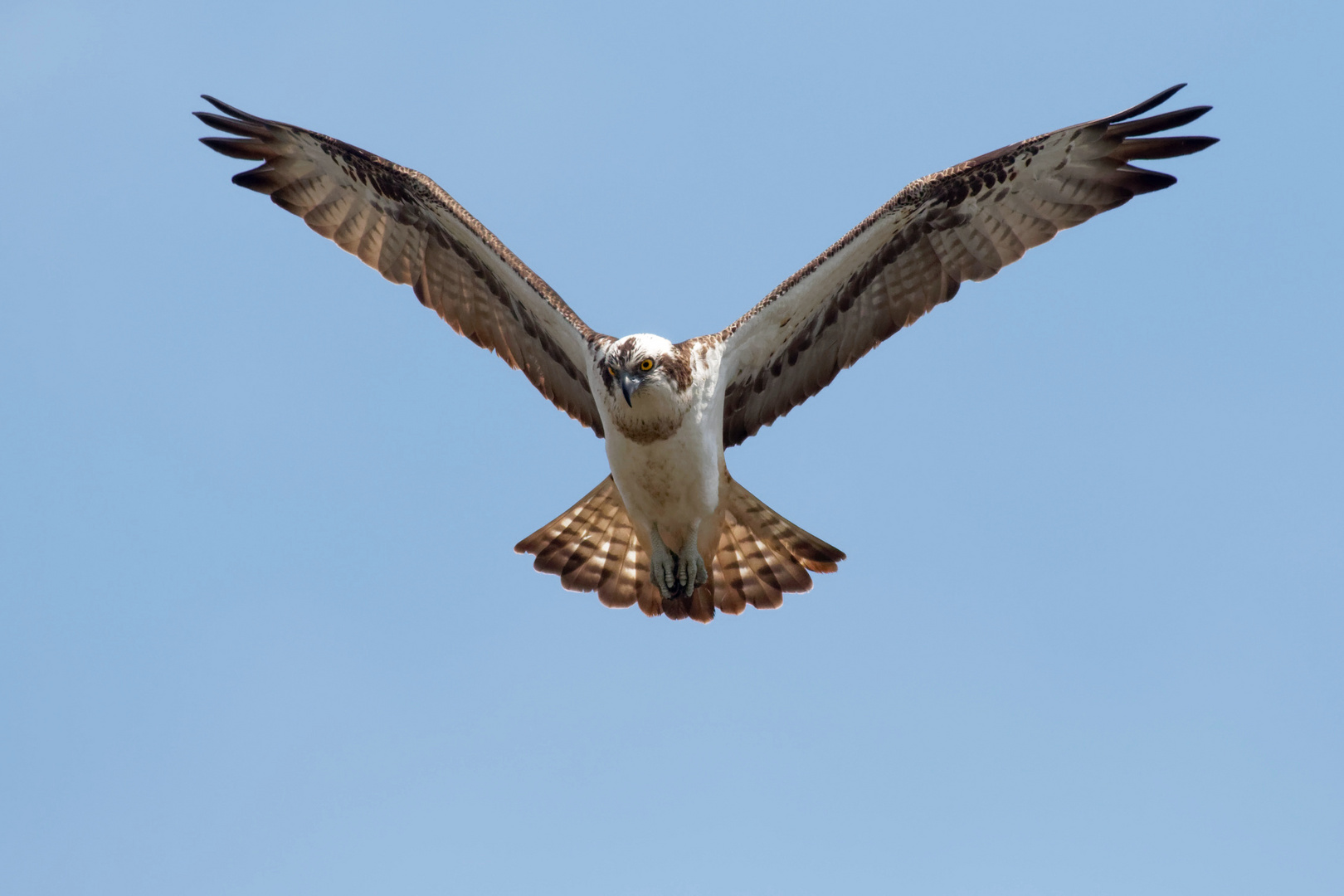 Fischadler (Pandion haliaetus)