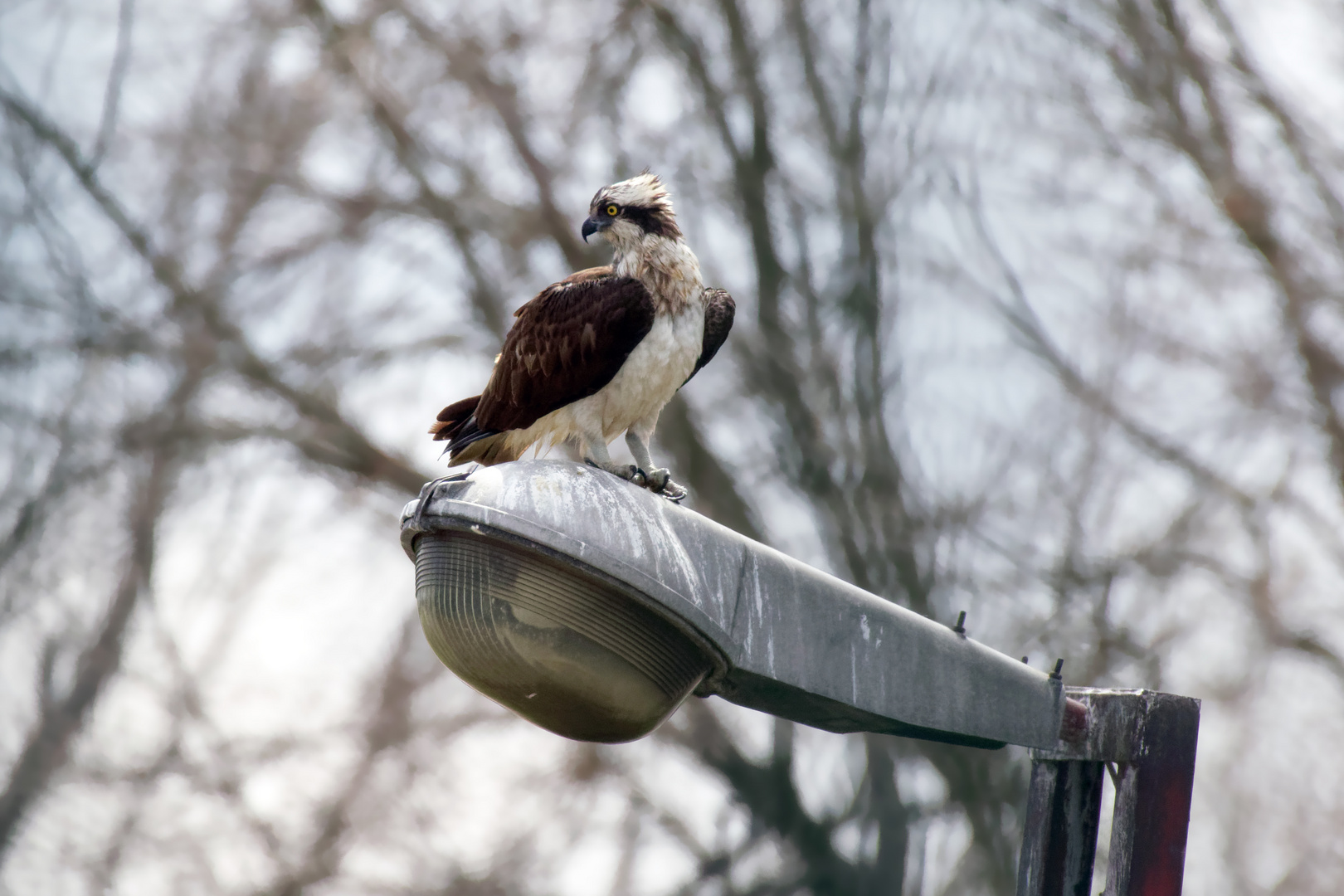 Fischadler (Pandion haliaetus) auf einer Laterne.