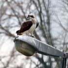 Fischadler (Pandion haliaetus) auf einer Laterne.