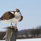 Fischadler (Pandion haliaetus)