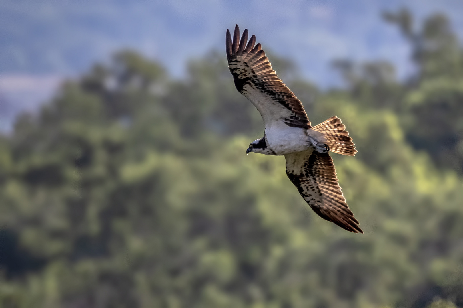 Fischadler (Pandion haliaetus)