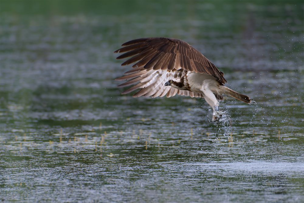 Fischadler | Pandion haliaetus, erfolglos