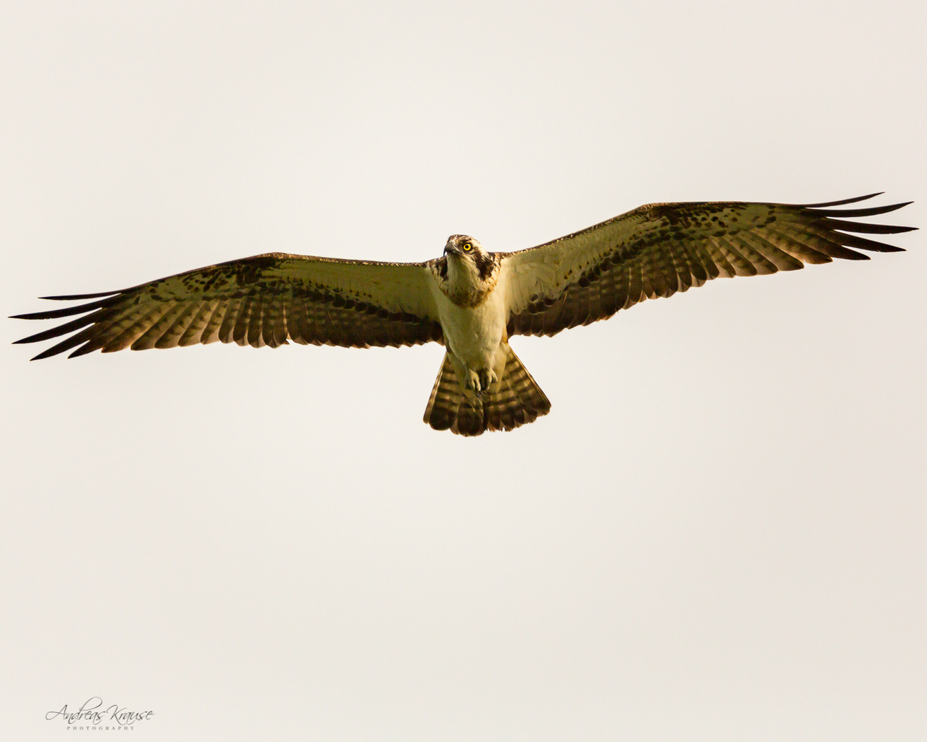 Fischadler (Pandion haliaetus) 