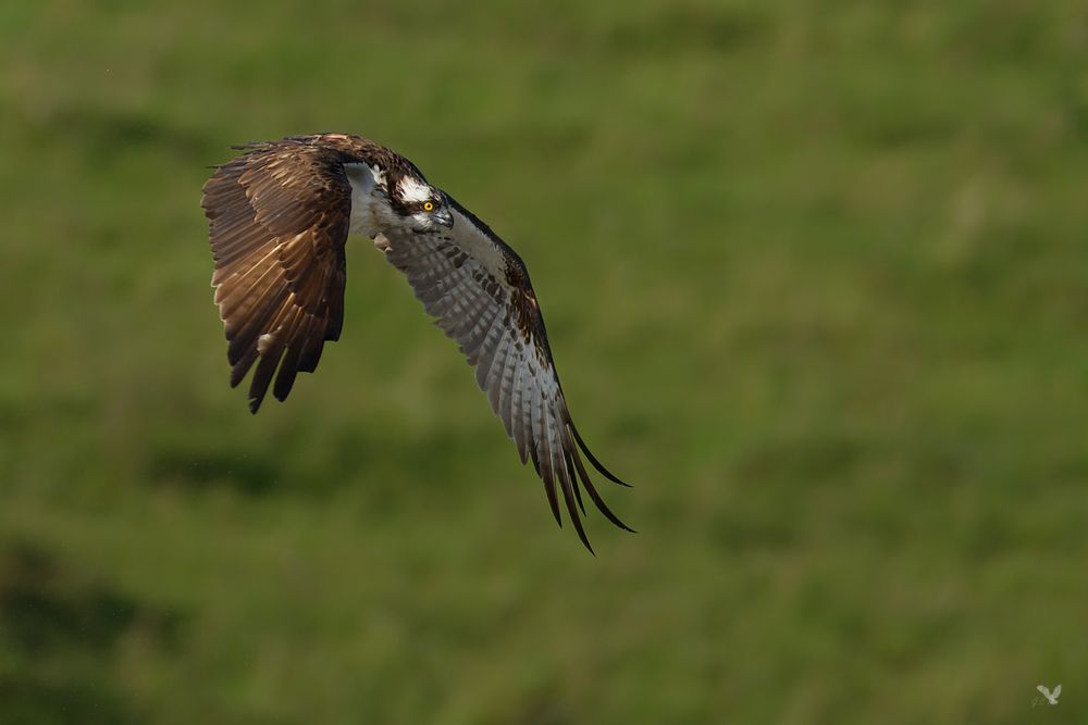 Fischadler (Pandion haliaetus) ...