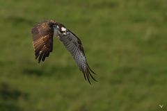 Fischadler (Pandion haliaetus) ...