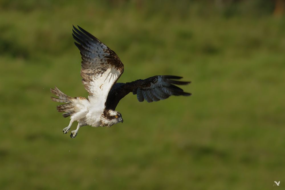 *Fischadler (Pandion haliaetus) ...