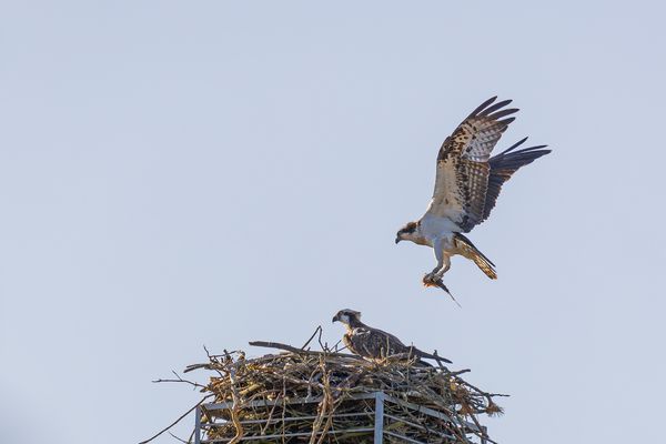 Fischadler  (Pandion haliaetus)