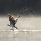 Fischadler  (Pandion haliaetus) - Frühstück im Dunst