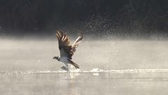 Fischadler  (Pandion haliaetus) - Frühstück im Dunst