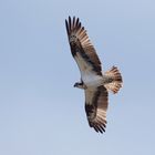 Fischadler (Pandion haliaetus) im Flug 