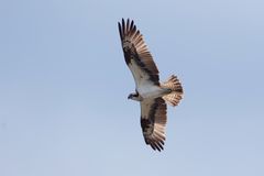 Fischadler (Pandion haliaetus) im Flug 