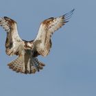 Fischadler (Pandion haliaetus) im Rüttelflug .... 