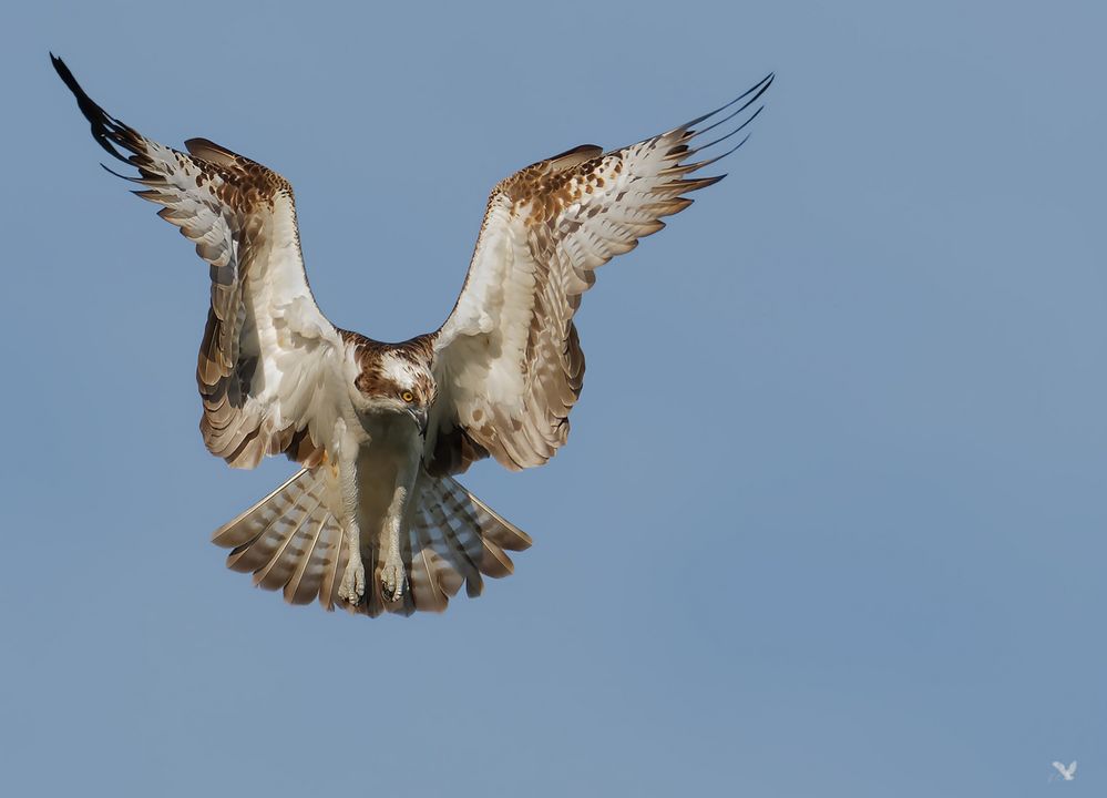 Fischadler (Pandion haliaetus) im Rüttelflug .... 