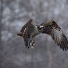 Fischadler  (Pandion haliaetus) im Starkregen mit Hecht