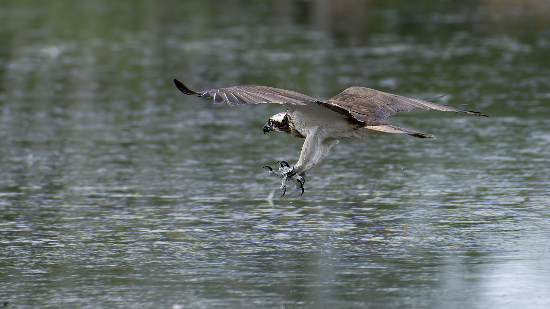 Fischadler | Pandion haliaetus... Jagdanflug