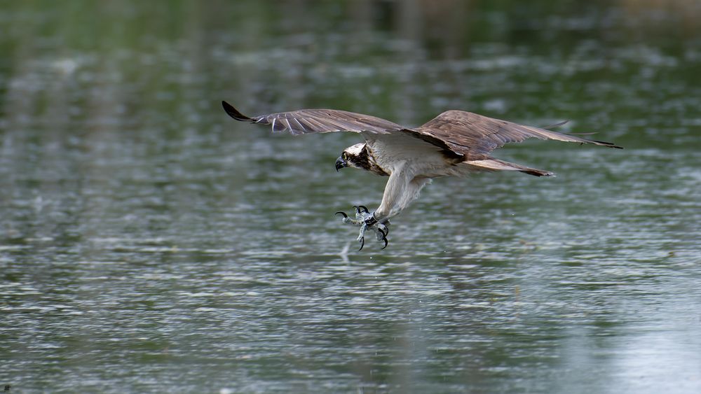 Fischadler | Pandion haliaetus... Jagdanflug