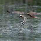 Fischadler | Pandion haliaetus... Jagdanflug