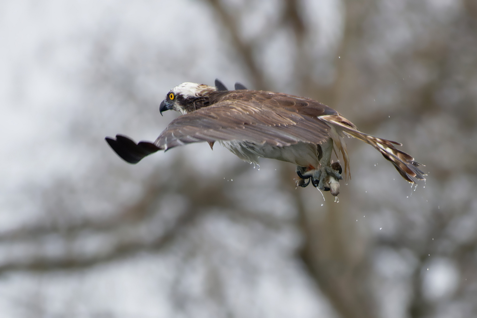 Fischadler (Pandion haliaetus)  mit Beute