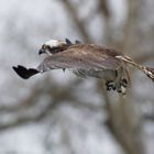 Fischadler (Pandion haliaetus)  mit Beute