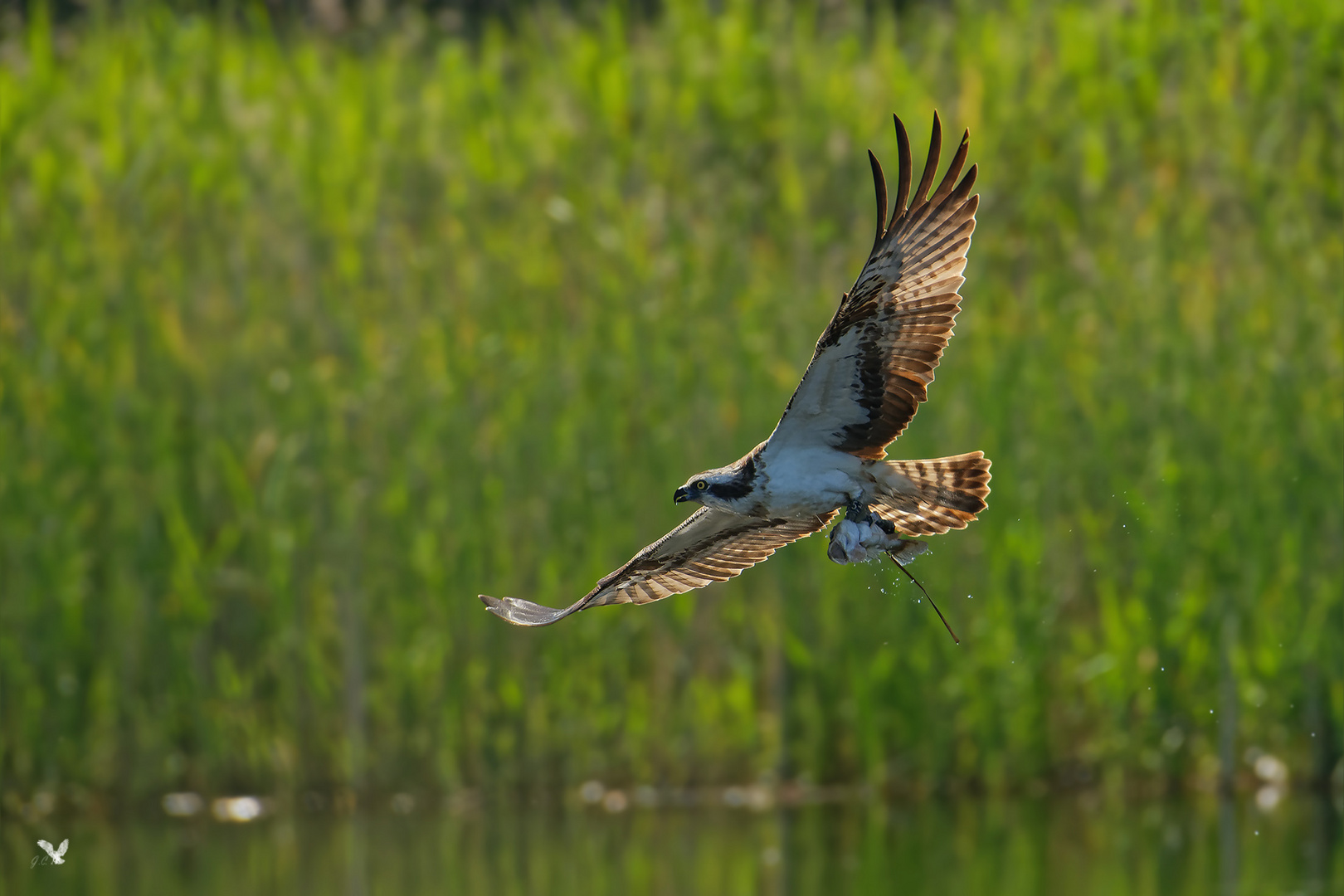 Fischadler (Pandion haliaetus) mit Fang ...