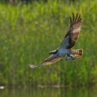 Fischadler (Pandion haliaetus) mit Fang ...