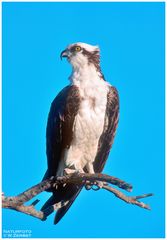 - Fischadler - ( Pandion haliaetus ) Sanibel Island, Florida