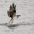 Fischadler - (Pandion haliaetus) -Schlechtwetterfischer 