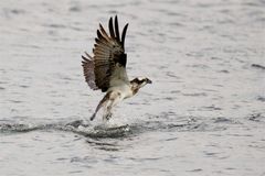 Fischadler - (Pandion haliaetus) -Schlechtwetterfischer 