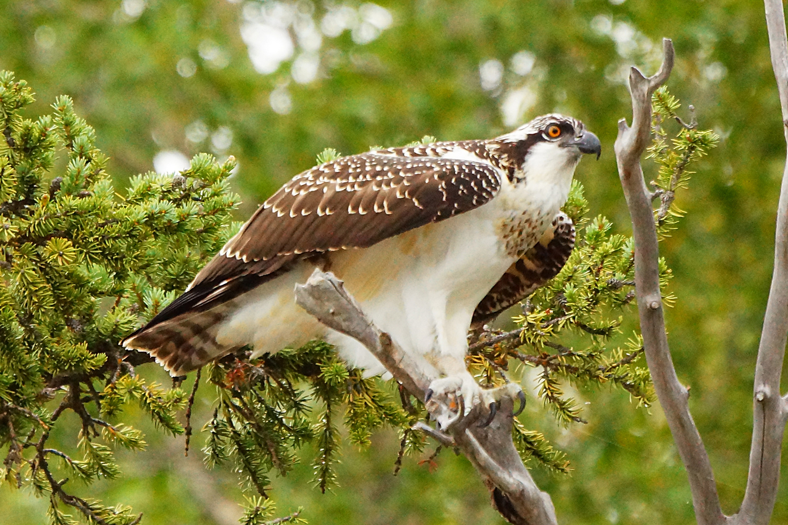 Fischadler - Pandion haliaetus (Snake River - Grand Teton NP)