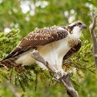 Fischadler - Pandion haliaetus (Snake River - Grand Teton NP)