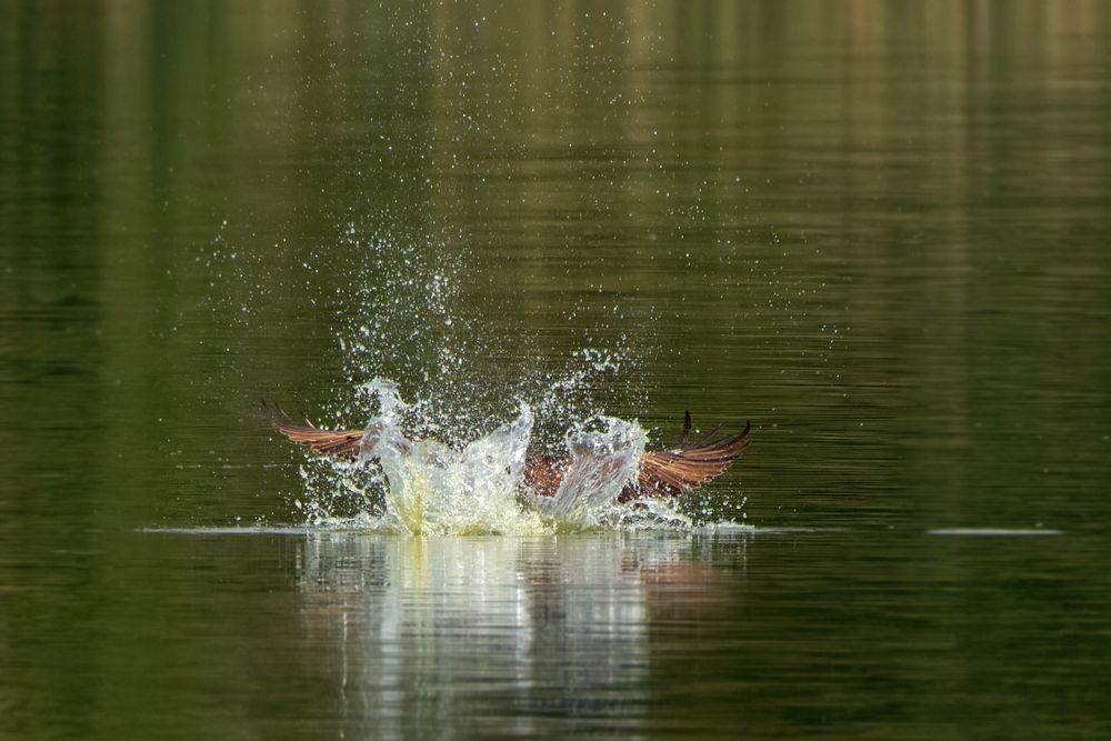 Fischadler  (Pandion haliaetus) - Zugriff