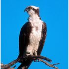 --- Fischadler --- ( Pandion hallaetus ) Sanibel Island, Florida.