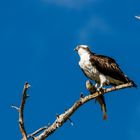 Fischadler sonnt sich mit fetter Beute im Yellowstone , er ist gourmand und gourmet!Nationalpark