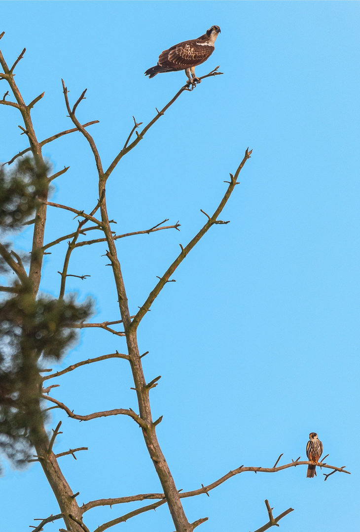 Fischadler und Baumfalke auf einem toten Baum