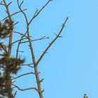 Fischadler und Baumfalke auf einem toten Baum