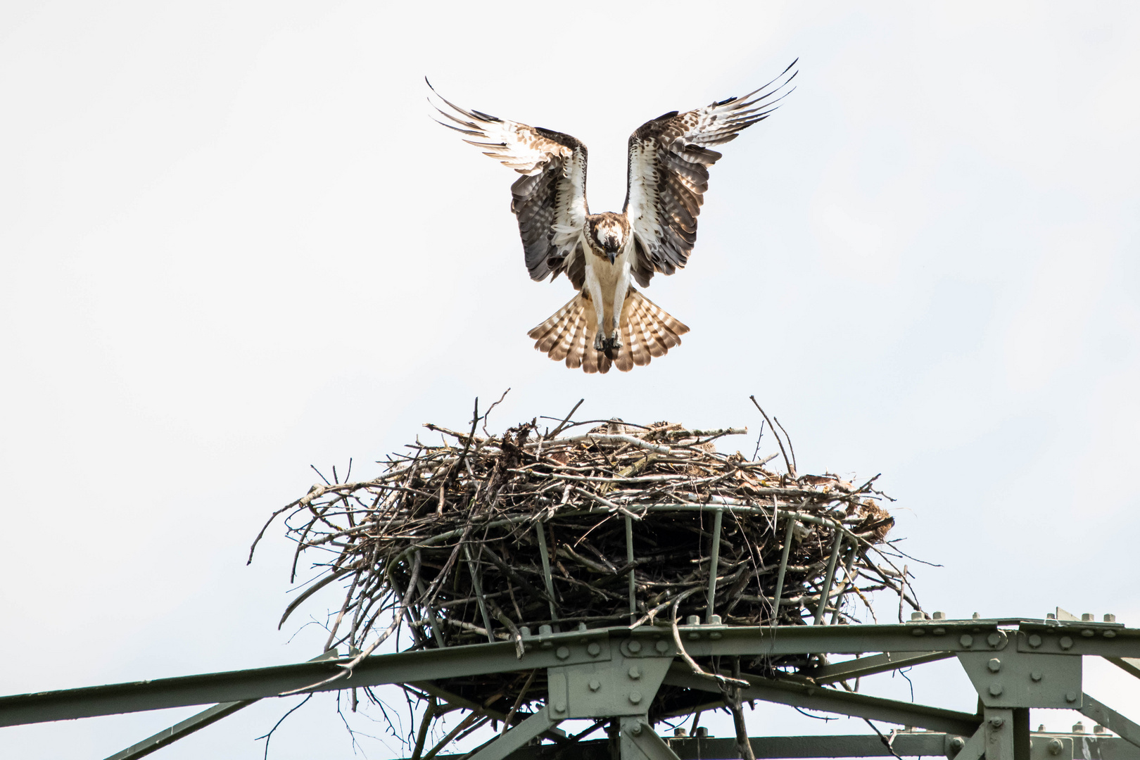 Fischadlerdame im Anflug