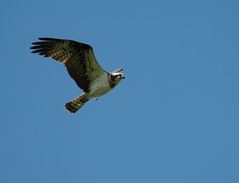 Fischadlerfreiflug