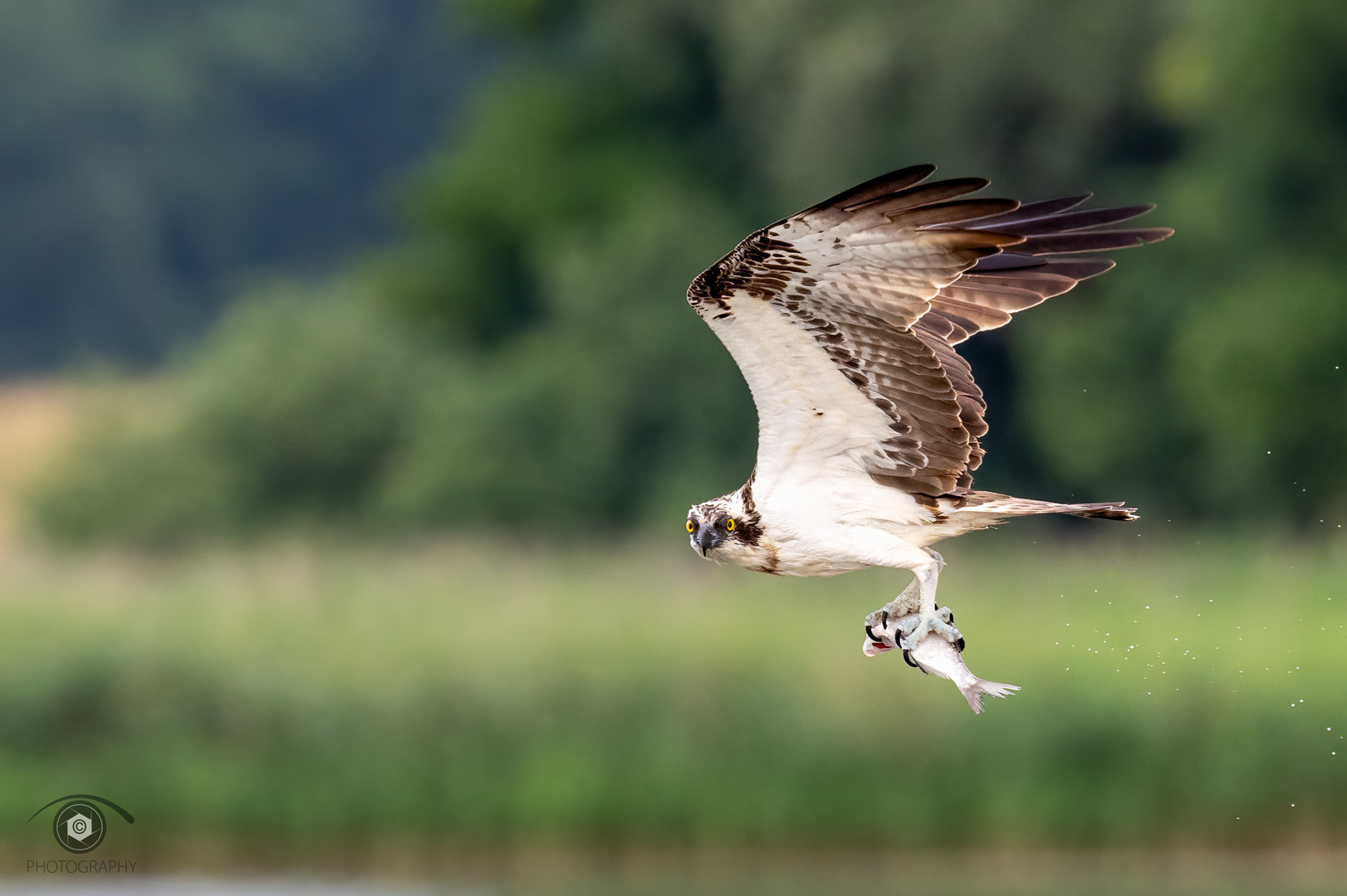 Fischadler..(Osprey)